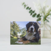 ベルネーゼ山犬の二番伏せ ポストカード (スタンド正面)