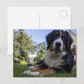ベルネーゼ山犬の二番伏せ ポストカード (正面/裏面)