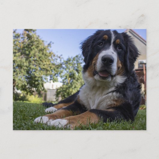 ベルネーゼ山犬の二番伏せ ポストカード (正面)