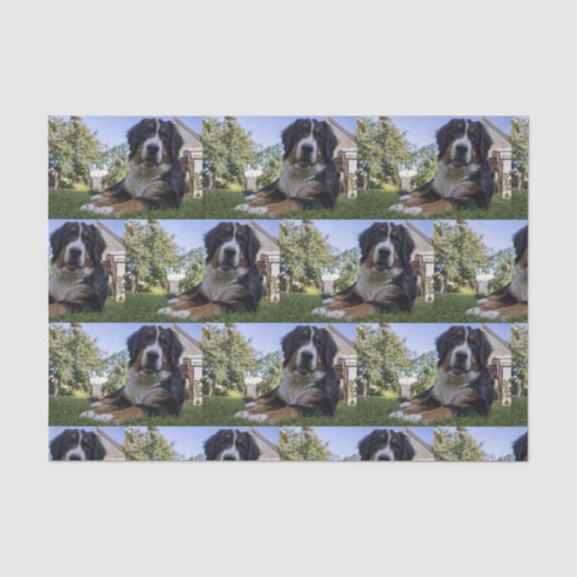 ベルネーゼ山犬の二番伏せ 薄葉紙 (正面)