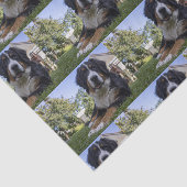 ベルネーゼ山犬の二番伏せ 薄葉紙 (詳細)