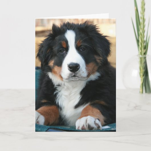 ベルネーゼ山犬の子犬 サンキューカード (正面)