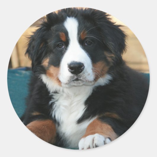 ベルネーゼ山犬の子犬 ラウンドシール (正面)