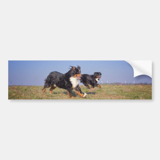 ベルネーゼ山犬グループ第2弾 バンパーステッカー (正面)