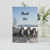 ベルネーゼ山犬グループ サンキューカード (スタンド正面)