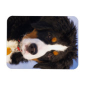 ベルネーゼ山犬 – かわいい子犬の写真 マグネット (横)
