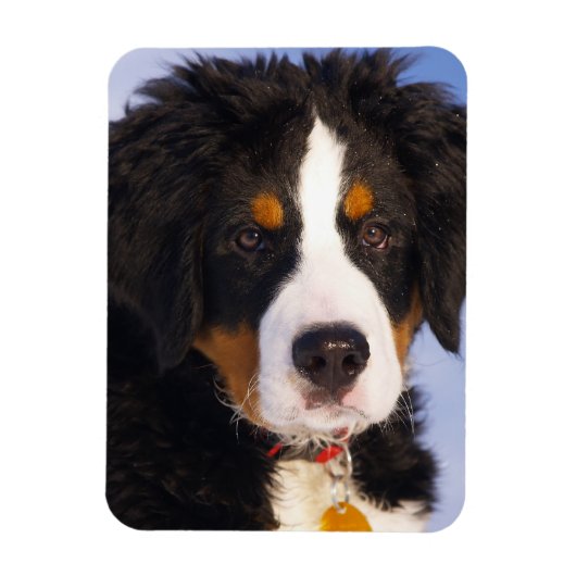 ベルネーゼ山犬 – かわいい子犬の写真 マグネット (縦)