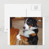 ベルネーゼ – mountain-dog-goging.png ポストカード (正面/裏面)