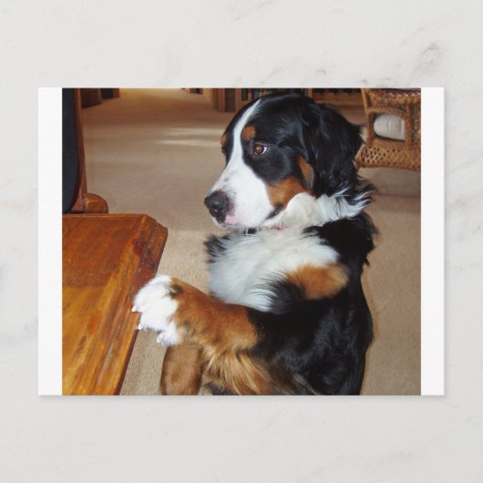 ベルネーゼ – mountain-dog-goging.png ポストカード (正面)