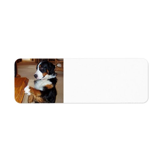 ベルネーゼ – mountain-dog-goging.png ラベル (正面)