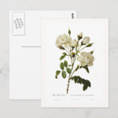 ベルバラ ポストカード (正面/裏面)