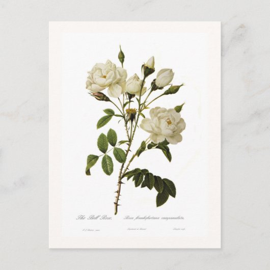 ベルバラ ポストカード (正面)