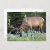 ベルベットで〔雄ジカの〕枝角を食べるブルエルク ポストカード (正面/裏面)