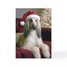 ベルベットのソファに座ったクリスマス・アフガン犬