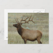 ベルベットのE8ブルエルク ポストカード (正面/裏面)