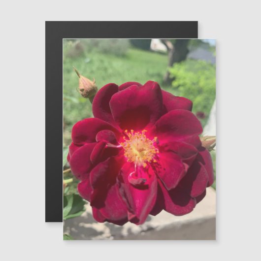 ベルベットバラ磁石 (正面/裏面)