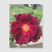 ベルベットバラ磁石 (正面)