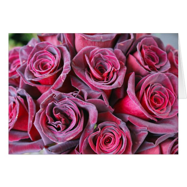 ベルベット美しい (正面横)