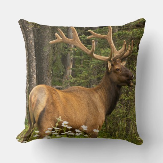 ベルベット，カナダ クッション (正面)