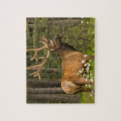 ベルベット，カナダ ジグソーパズル (縦)