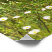 ベルベット，カナダ ポスター (角)