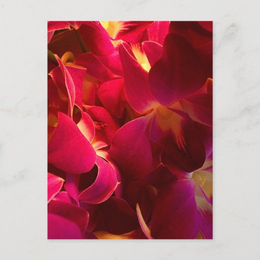 ベルベット ポストカード (正面)