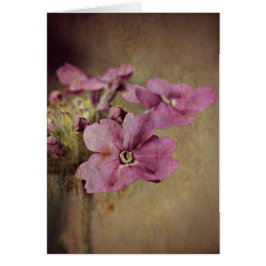 ベルベナ繊細なピンクのフローラ。