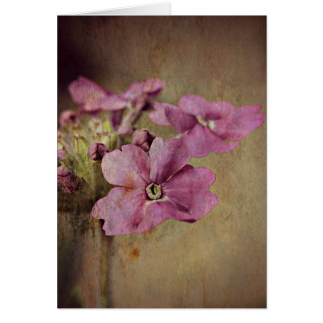 ベルベナ繊細なピンクのフローラ。 (正面)