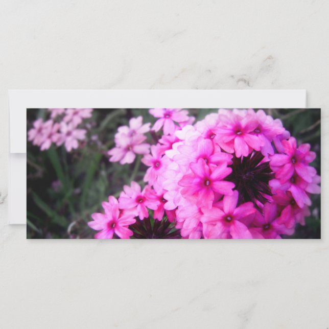 ベルベナ (正面)