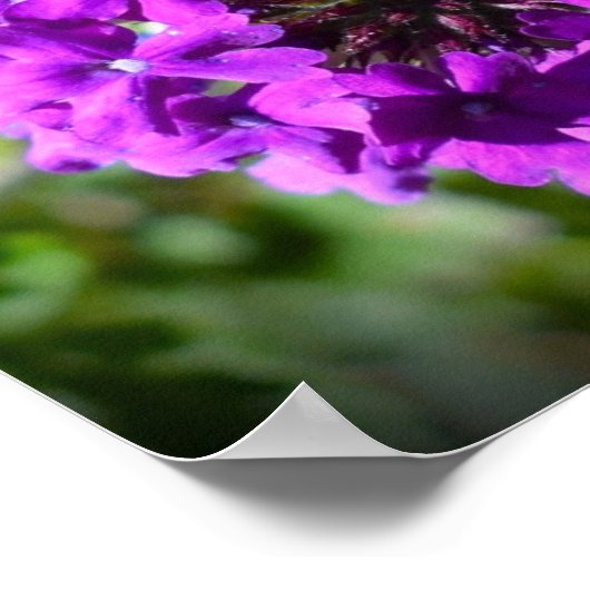 ベルベナ ポスター (角)