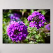 ベルベナ ポスター (正面)