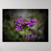 ベルベナ ポスター (正面)