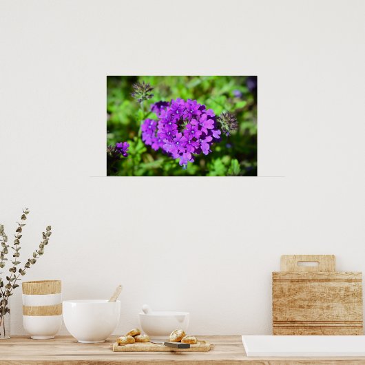 ベルベナ ポスター (キッチン)