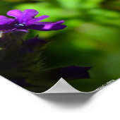 ベルベナ ポスター (角)