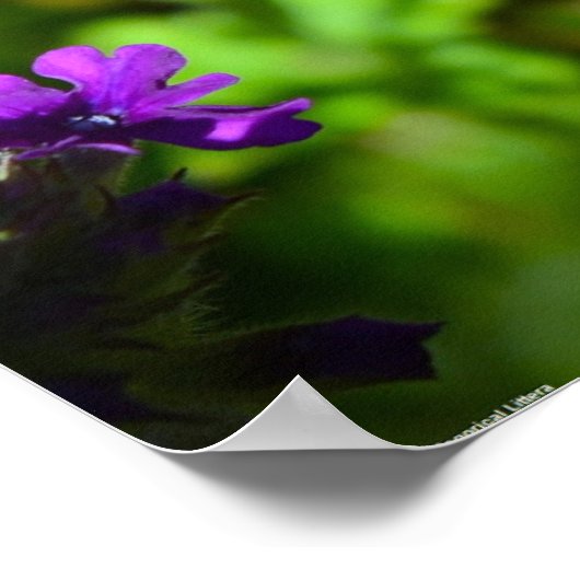 ベルベナ ポスター (角)