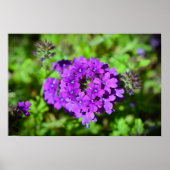 ベルベナ ポスター (正面)