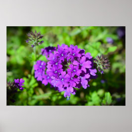 ベルベナ ポスター