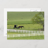 ベルリンの近くの馬と乳母車を持つアミッシュな農場 ポストカード (正面/裏面)