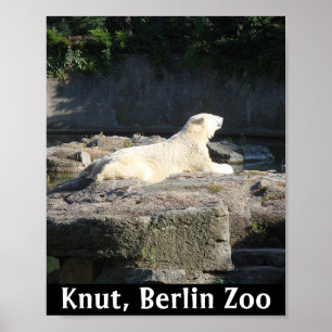 ベルリン動物園からホッキョクグマを奪う ポスター