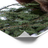 ベルンの熊 ポスター (角)