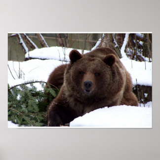 ベルンの熊 ポスター