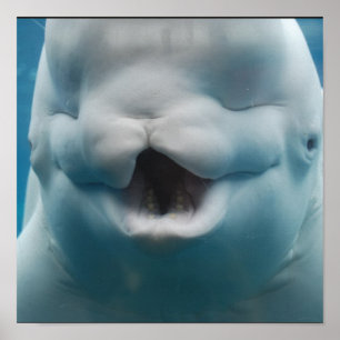 ベルーガおもしろいクジラのポスター ポスター