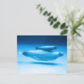 ベルーガマザーとベビー ポストカード (スタンド正面)