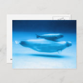 ベルーガマザーとベビー ポストカード (正面/裏面)