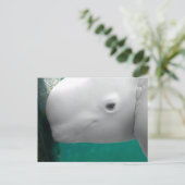 ベルーガ見はがき ポストカード (スタンド正面)