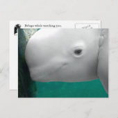 ベルーガ見はがき ポストカード (正面/裏面)