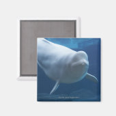 ベルーガ鯨(Delphinapterus leucas) マグネット (正面/裏面)