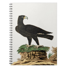 ベレオーズブラックイーグル |野鳥イラストレーション ノートブック