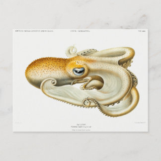 ベロドナタコCarl Chun著 ポストカード