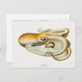 ベロドナタコCarl Chun著 ポストカード (正面/裏面)